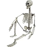 68,6 cm Halloween-Skelett, realistisches Ganzkörper-Skelett-Knochen...