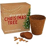 Weihnachtsbaum Anzuchtset als Adventskalender Füllung - Mini Geschenk...